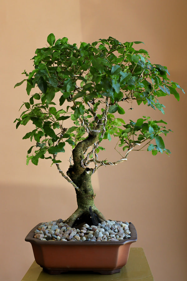 Ligustrum Sinese | Chinese Privet