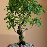 Ligustrum Sinese | Chinese Privet