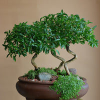 Serissa Japonica - Tree of a Thousand Stars