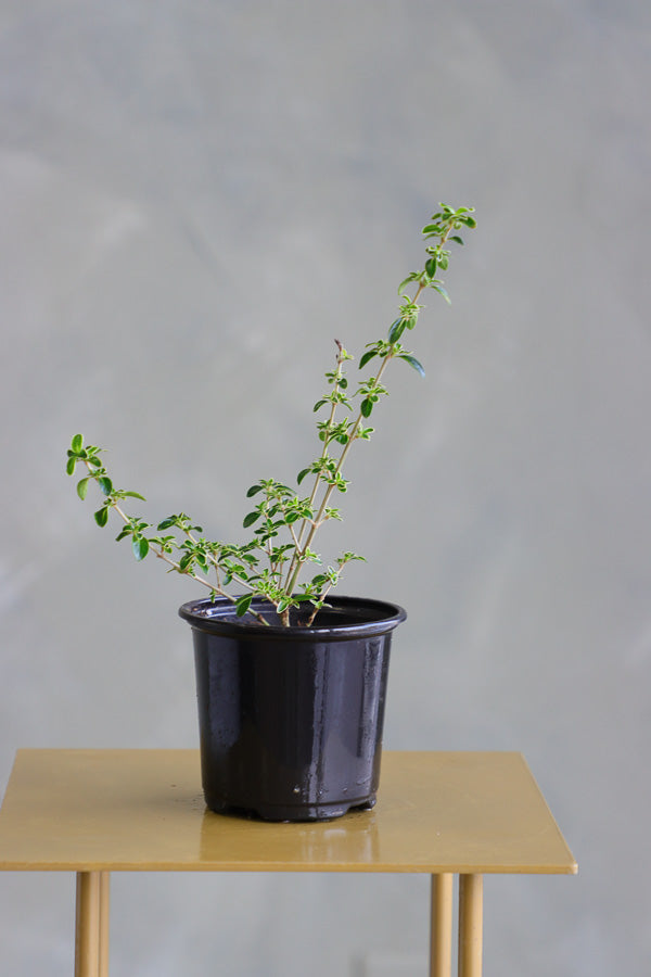 Serissa Japonica - Tree of a Thousand Stars