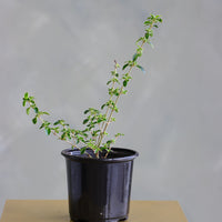 Serissa Japonica - Tree of a Thousand Stars
