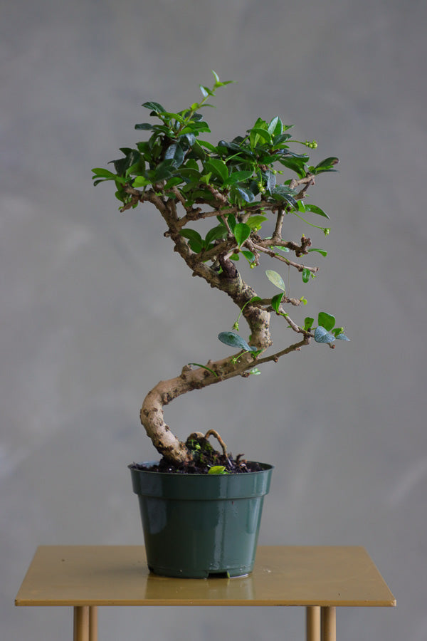 Fukien Tea