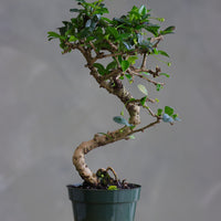 Fukien Tea
