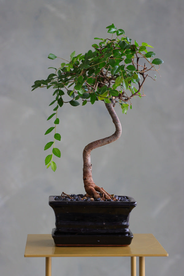 Chinese Elm Bonsai