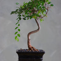 Chinese Elm Bonsai