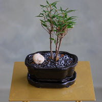 Willow-Leaf Fig