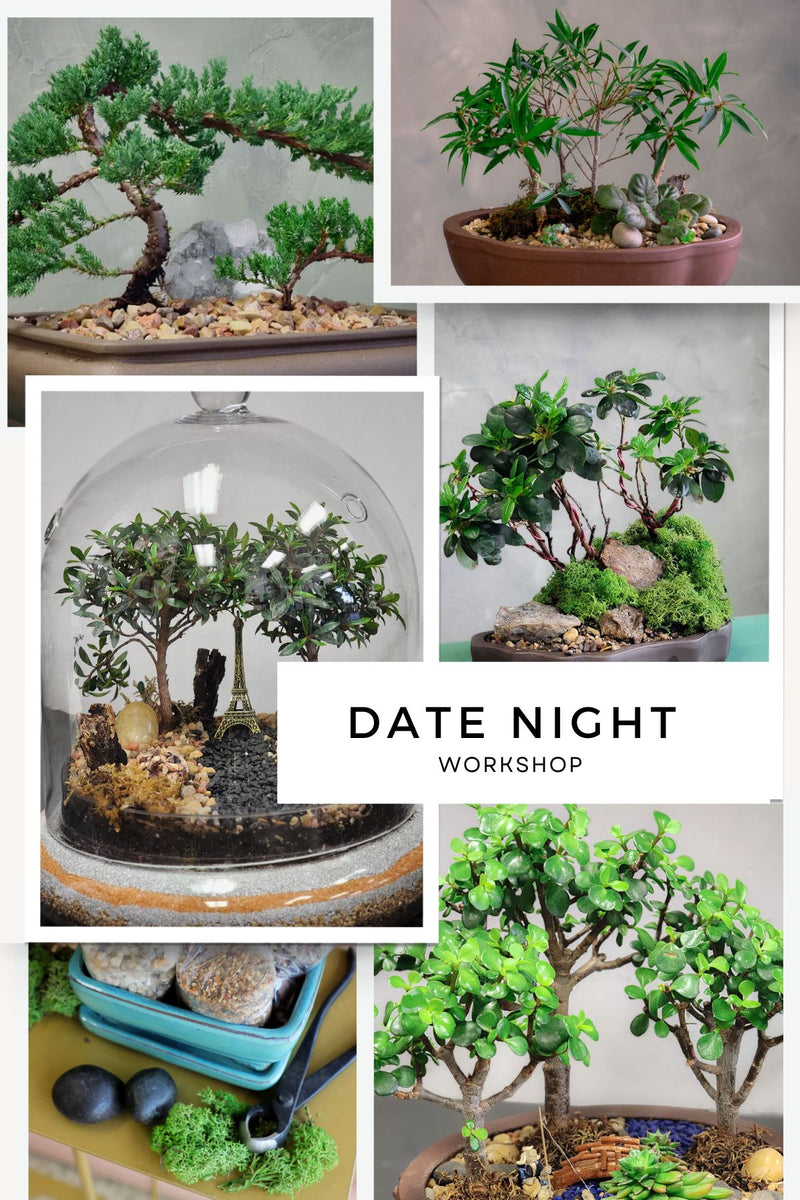bonsai tree date night Date Night Bonsai Workshop