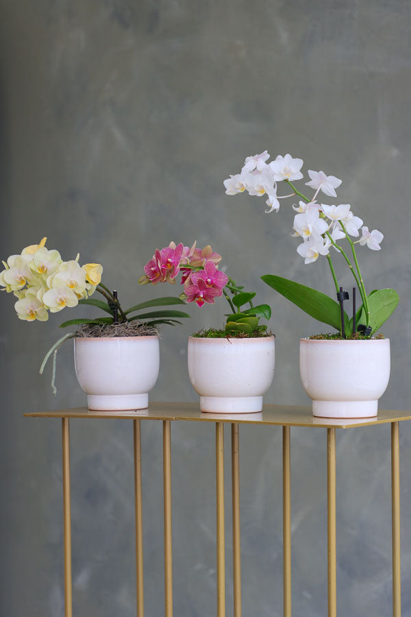 Orchid Trio
