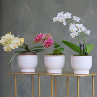 Orchid Trio