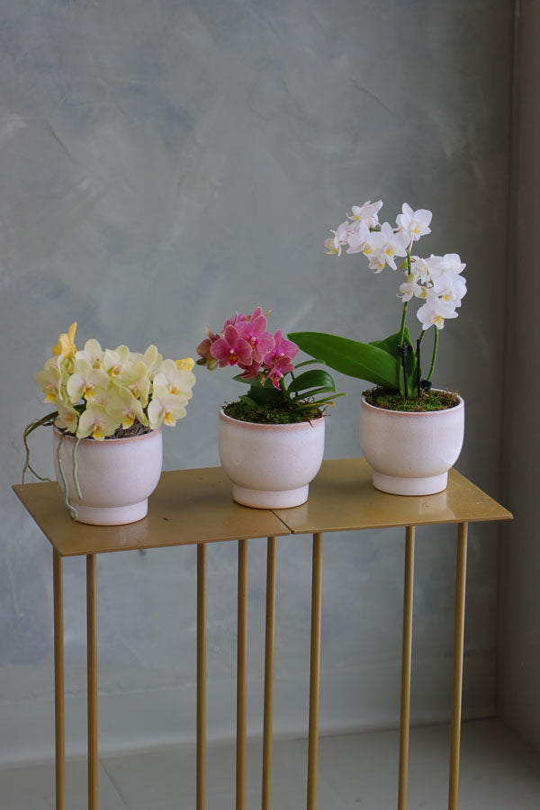 Orchid Trio