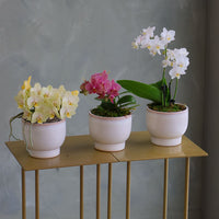 Orchid Trio