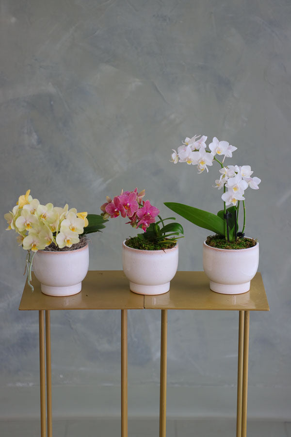 Orchid Trio
