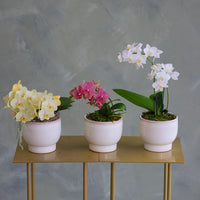 Orchid Trio