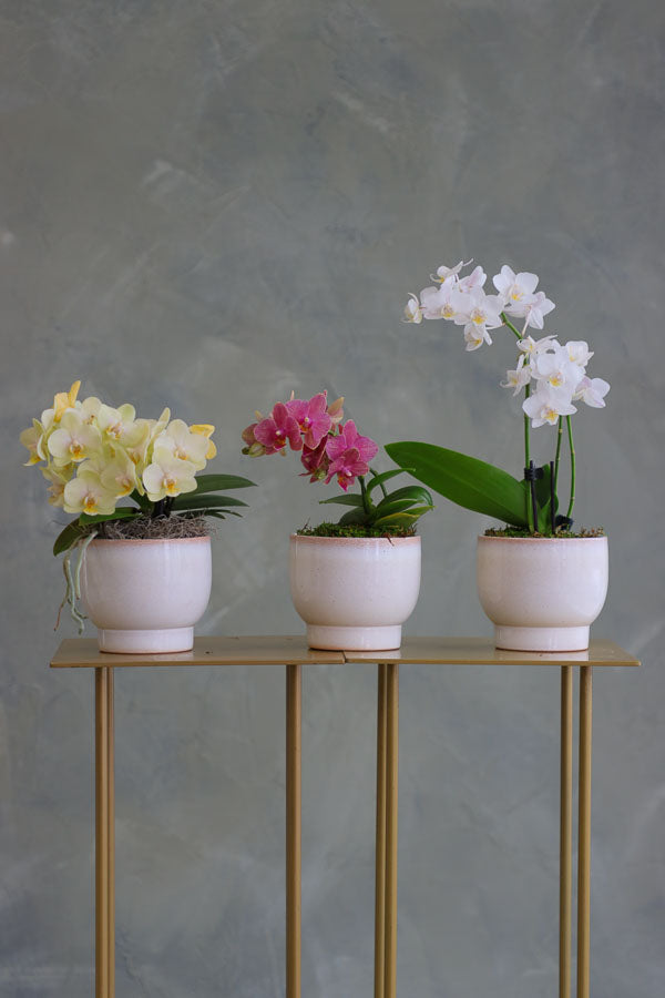 Orchid Trio