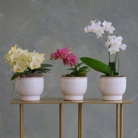 Orchid Trio