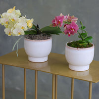Pair of mini Phalaenopsis orchids in soft ivory ceramic pots, one in pale yellow and one in magenta pink, displayed side by side.