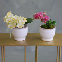 Pair of mini Phalaenopsis orchids in soft ivory ceramic pots, one in pale yellow and one in magenta pink, displayed side by side.