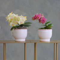 Pair of mini Phalaenopsis orchids in soft ivory ceramic pots, one in pale yellow and one in magenta pink, displayed side by side.