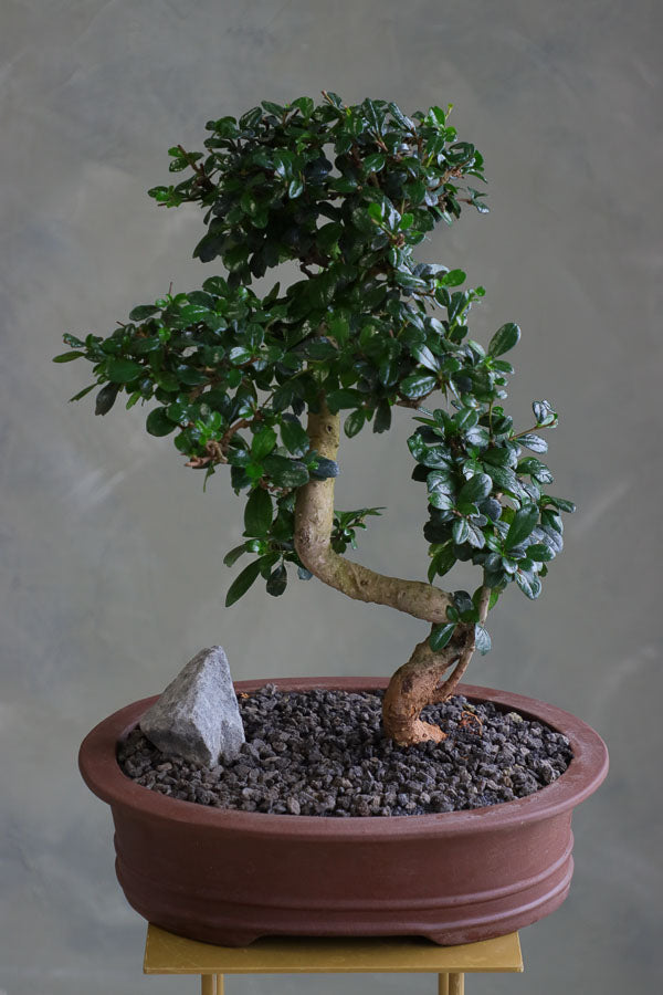 Fukien Tea