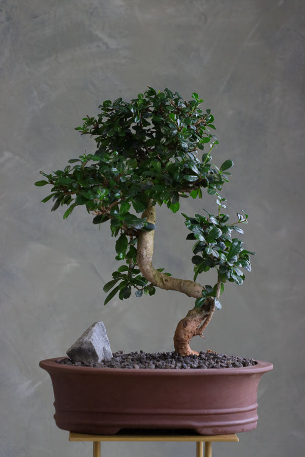 Fukien Tea