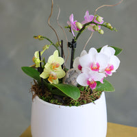 Orchid Haze