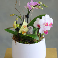 Orchid Haze