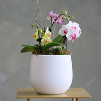 Orchid Haze