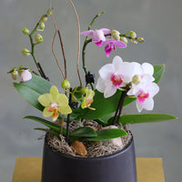 Orchid Haze