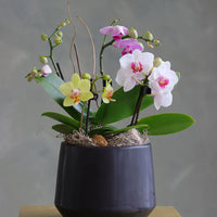 Orchid Haze