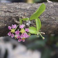 Malphigia Glabra