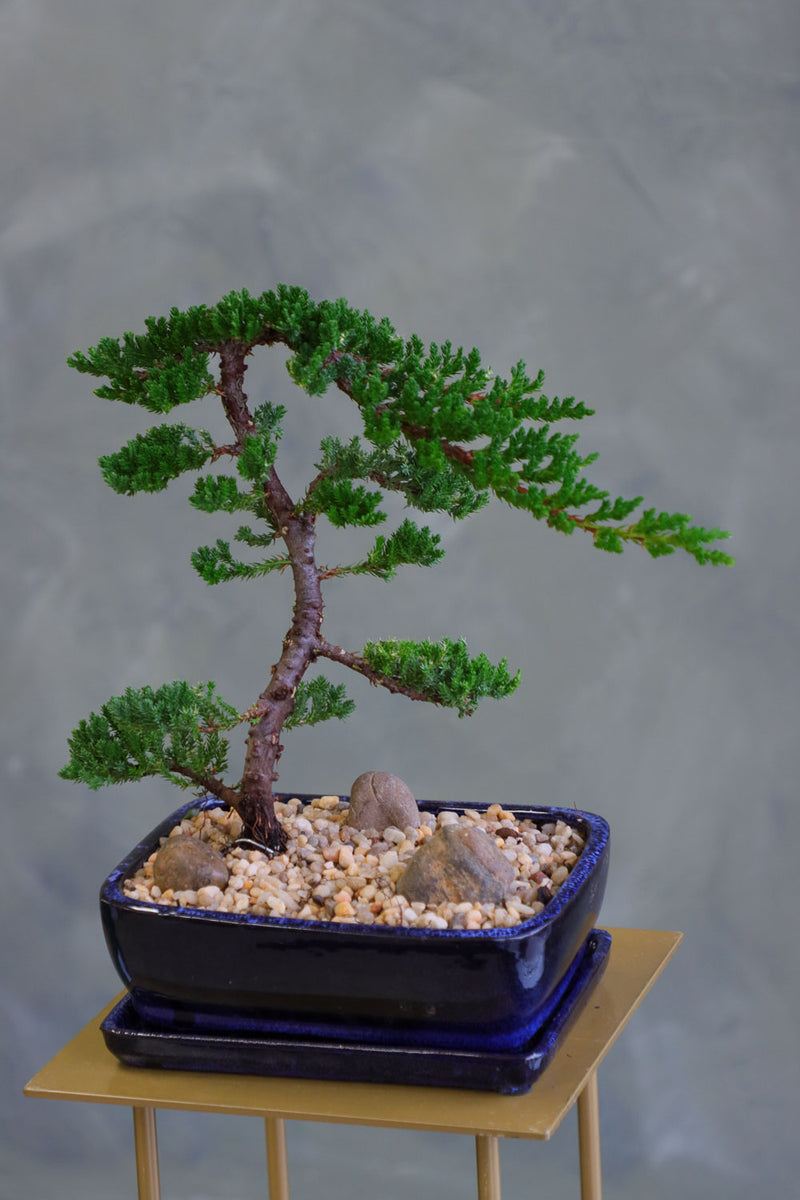 Classic Juniper – Bonsai Ottawa