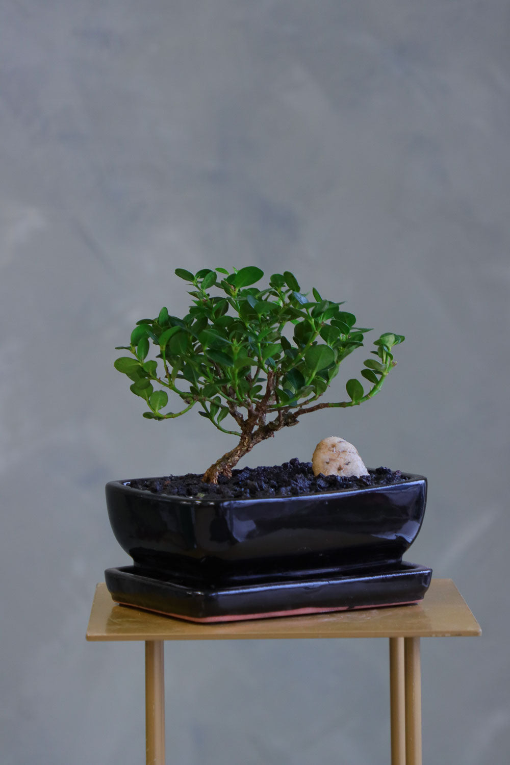 Natal Plum, Natal, Plum, Tree, Bonsai, Flowering, Flowers, Edible Bonsai, Bonsai Tree, Beginner Bonsai, Beginner Tree