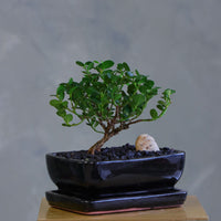Natal Plum, Natal, Plum, Tree, Bonsai, Flowering, Flowers, Edible Bonsai, Bonsai Tree, Beginner Bonsai, Beginner Tree