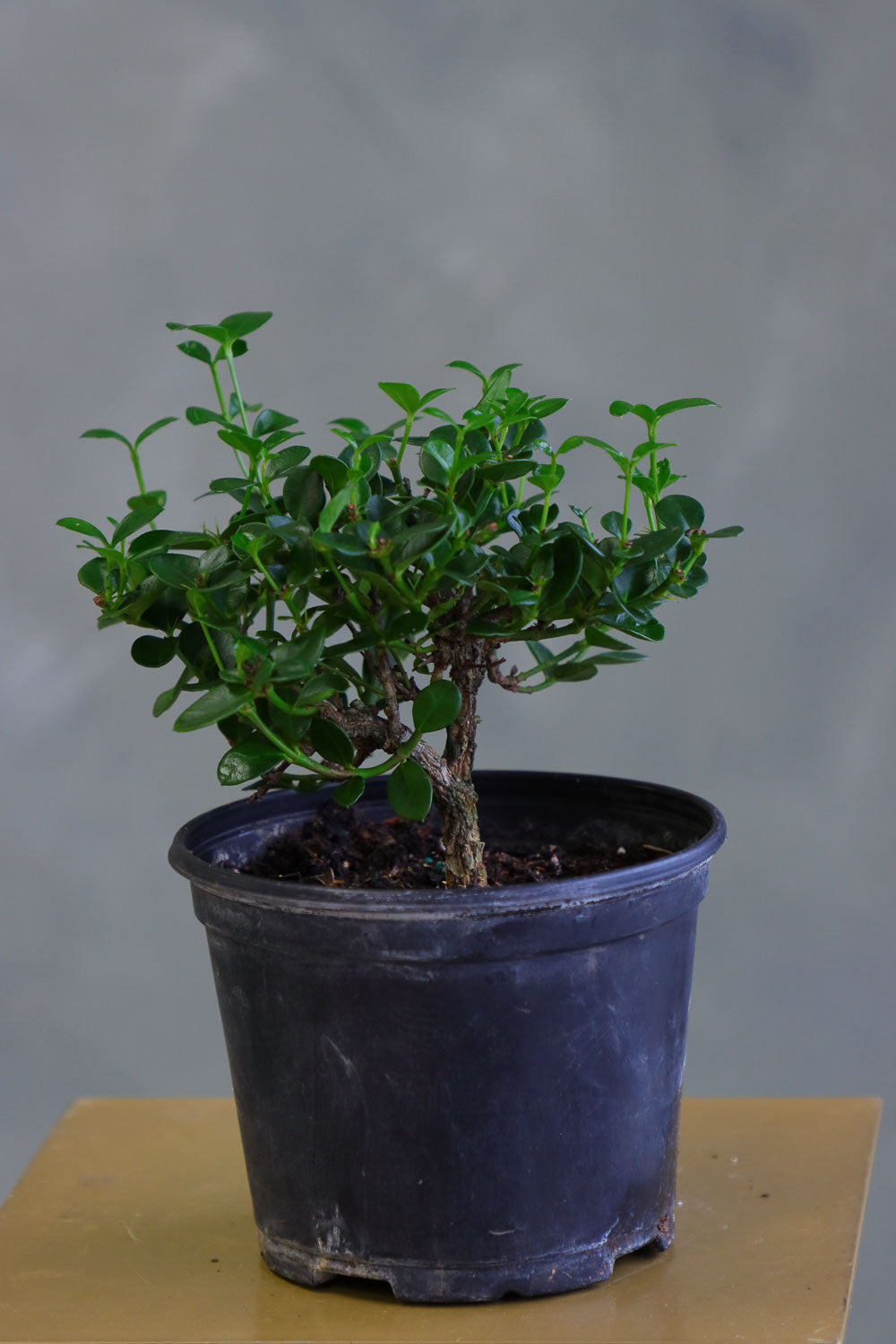 Natal Plum plant in a nursery pot with glossy green leaves