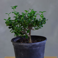 Natal Plum plant in a nursery pot with glossy green leaves