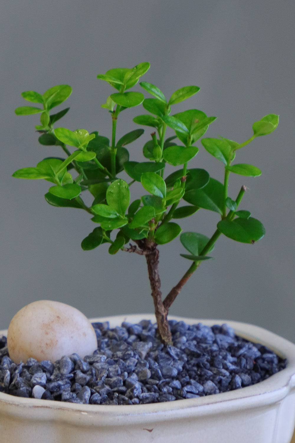 Natal Plum, Natal, Plum, Tree, Bonsai, Flowering, Flowers, Edible Bonsai, Bonsai Tree, Beginner Bonsai, Beginner Tree