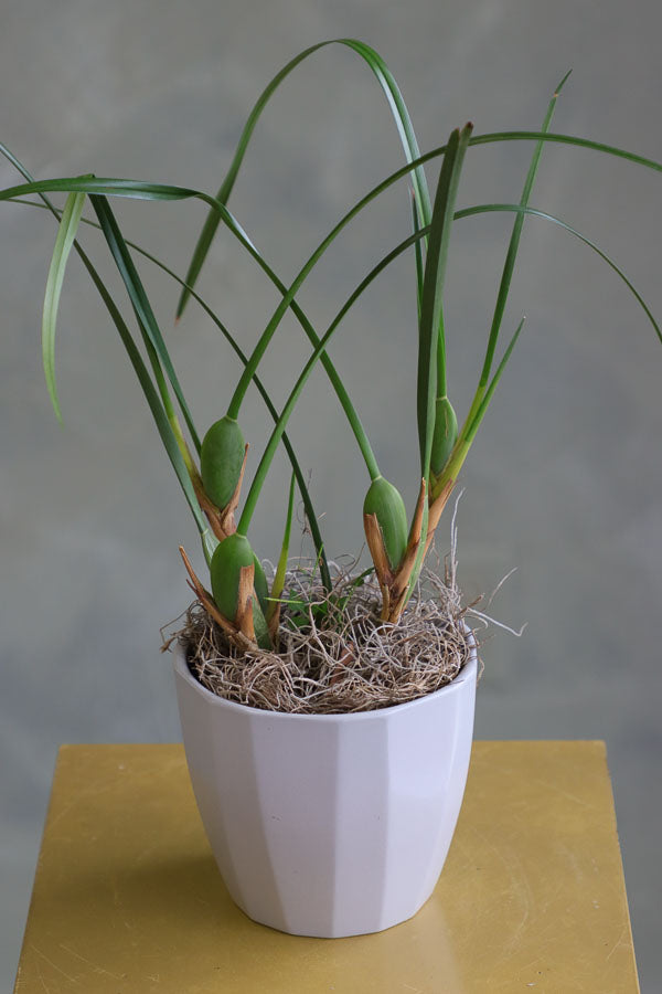 Elegant orchid plant with tall green leaves and moss base in a white ceramic pot.