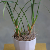 Elegant orchid plant with tall green leaves and moss base in a white ceramic pot.