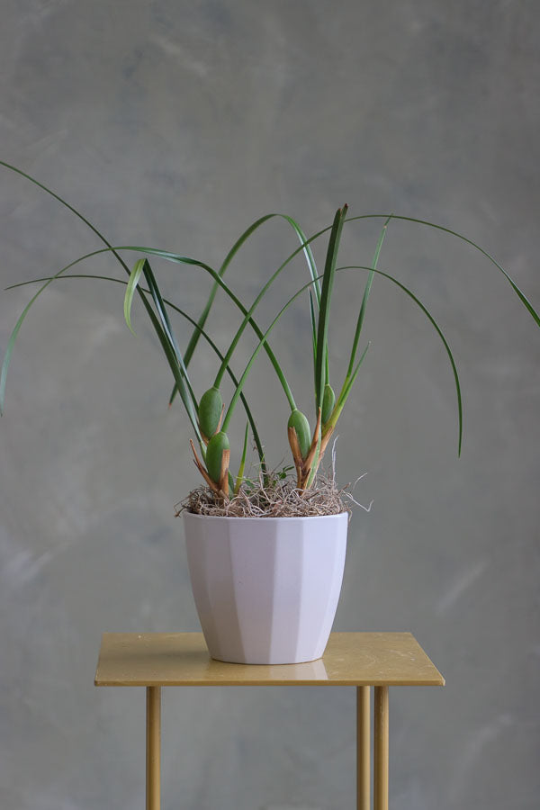 Elegant orchid plant with tall green leaves and moss base in a white ceramic pot.