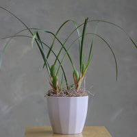 Elegant orchid plant with tall green leaves and moss base in a white ceramic pot.