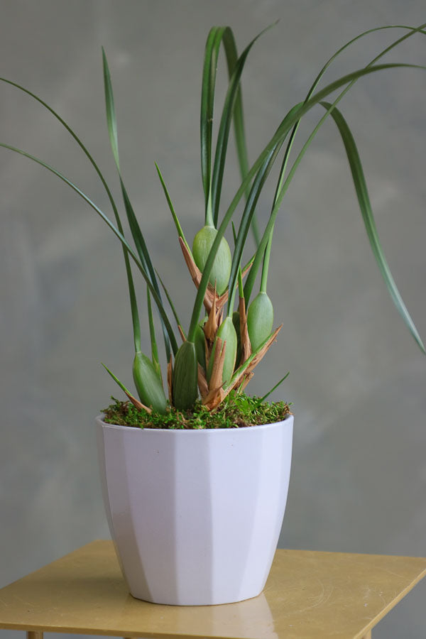 Elegant orchid plant with tall green leaves and moss base in a white ceramic pot.