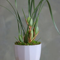 Elegant orchid plant with tall green leaves and moss base in a white ceramic pot.