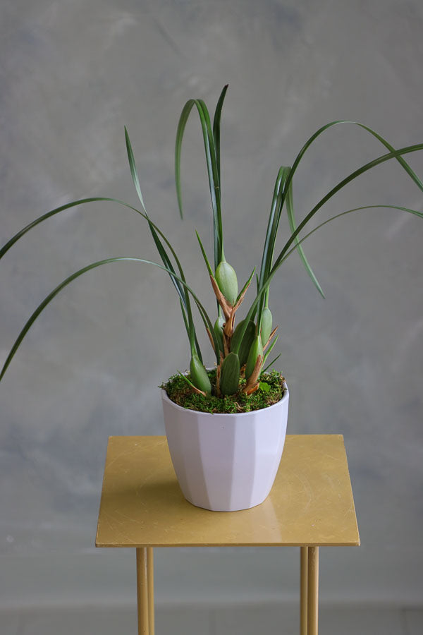 Elegant orchid plant with tall green leaves and moss base in a white ceramic pot.