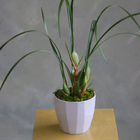 Elegant orchid plant with tall green leaves and moss base in a white ceramic pot.