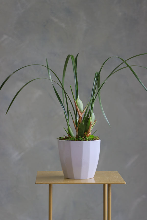 Elegant orchid plant with tall green leaves and moss base in a white ceramic pot.