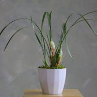 Elegant orchid plant with tall green leaves and moss base in a white ceramic pot.