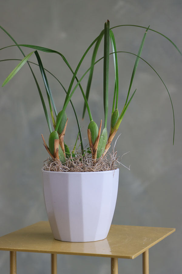 Elegant orchid plant with tall green leaves and moss base in a white ceramic pot.