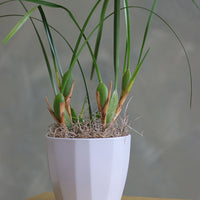 Elegant orchid plant with tall green leaves and moss base in a white ceramic pot.