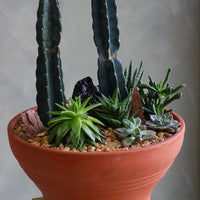 Desert Garden