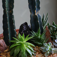 Desert Garden